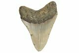 Fossil Megalodon Tooth - North Carolina #190785-1